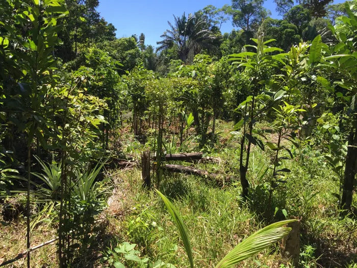 vanilla in birmingham4